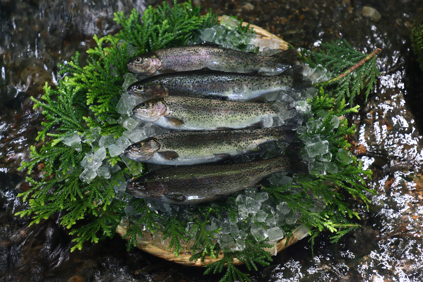 ニジマス(1セット5匹)