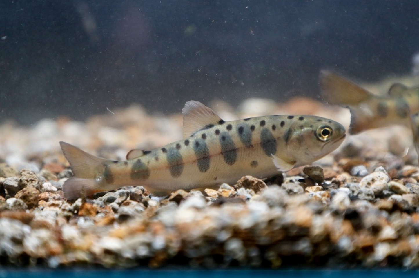 ヤマメ稚魚(1セット20匹)