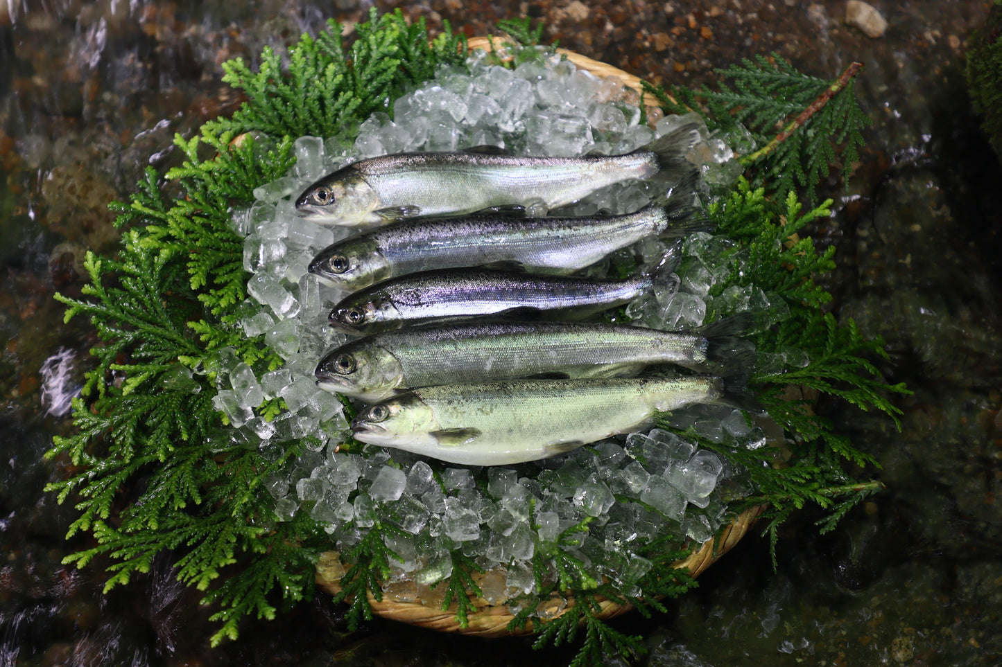 ヒメマス(1セット5匹)