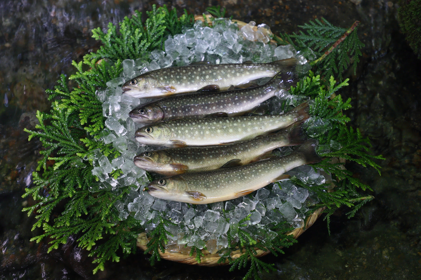 イワナ(1セット5匹)