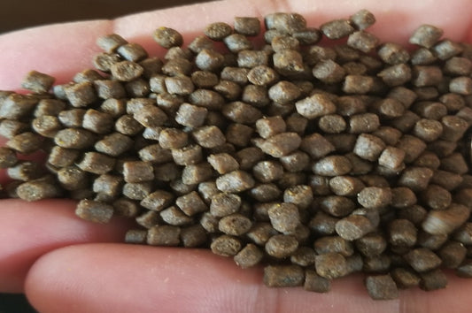 ［稚魚同時購入］飼育用飼料100ｇエサ　幼魚　成魚