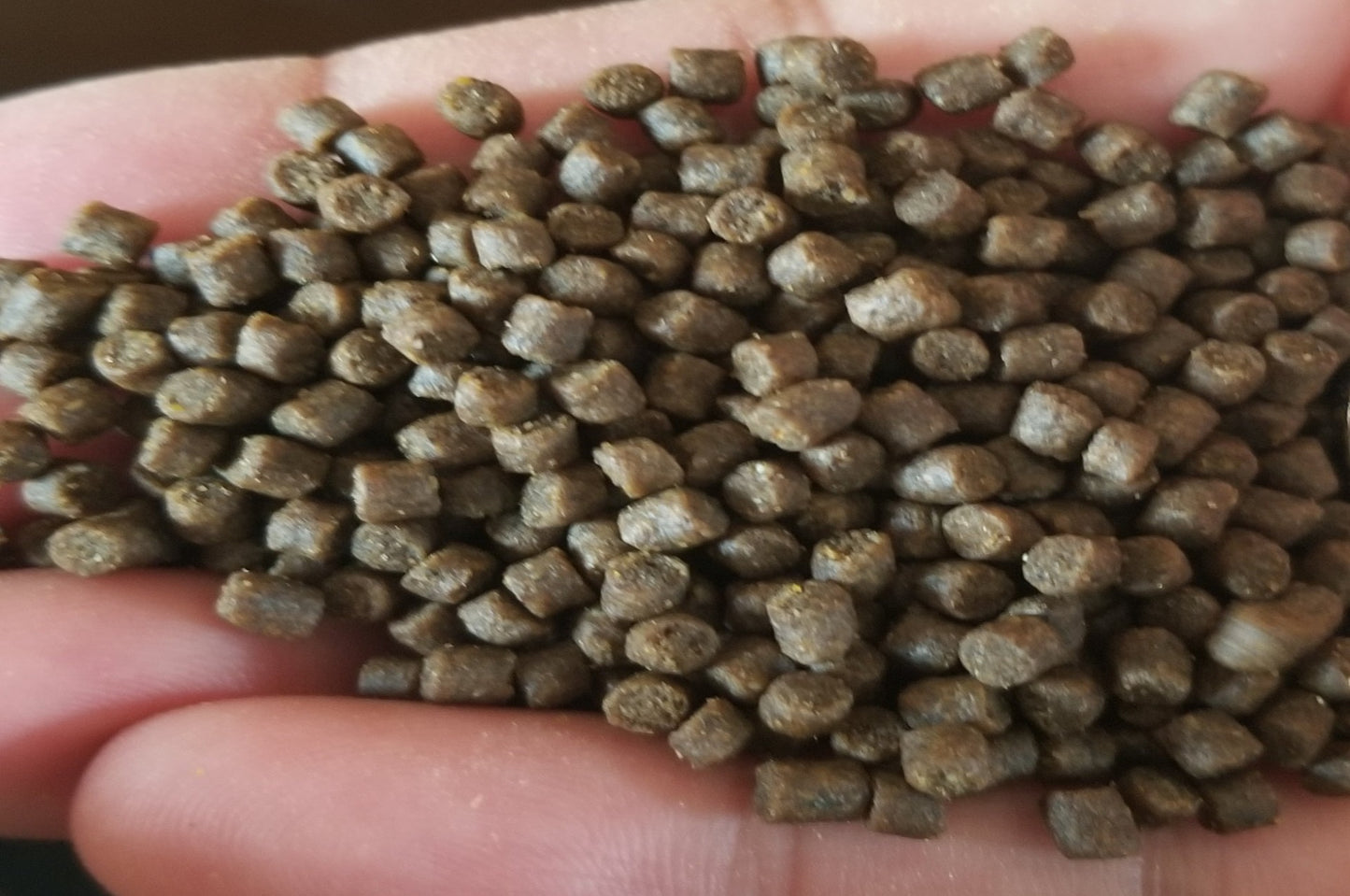 [餌のみ単品購入]　飼育用飼料1kgエサ　幼魚　成魚