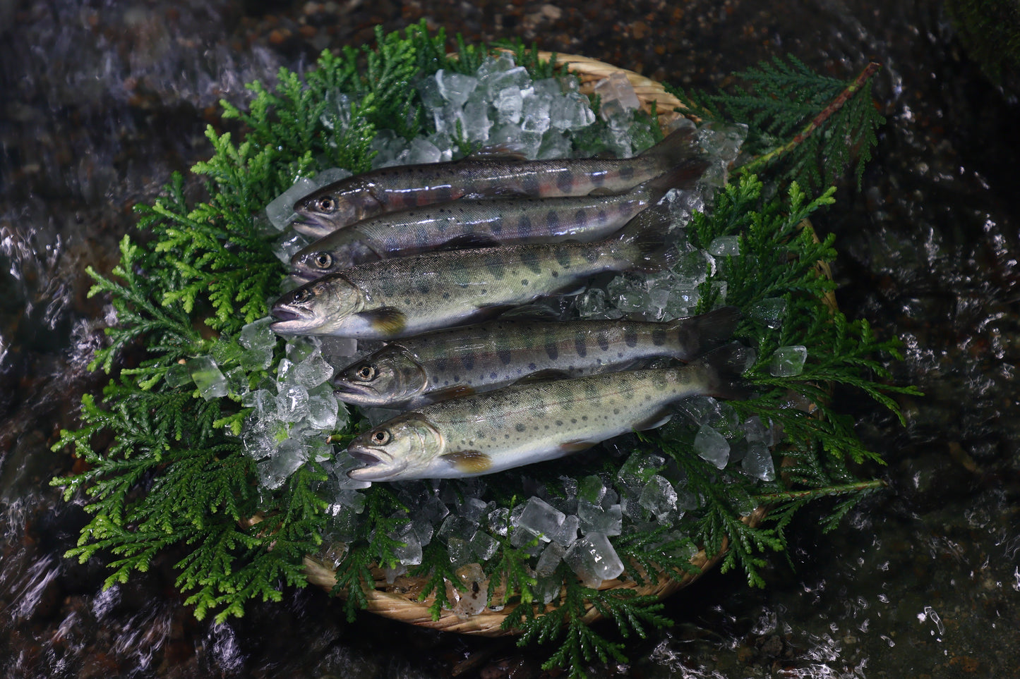 ヤマメ（1セット5匹）