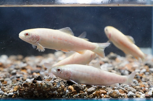 アルビノニジマス稚魚（1セット20匹）